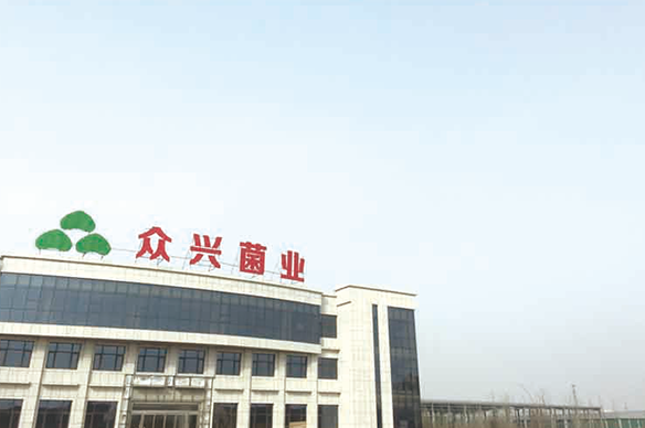 菌菇養殖--陜西眾興菌業